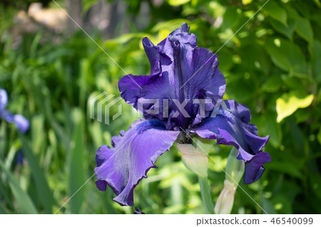 Macro Closeup of blue Bearded iris, Iris Barbata 46540099
