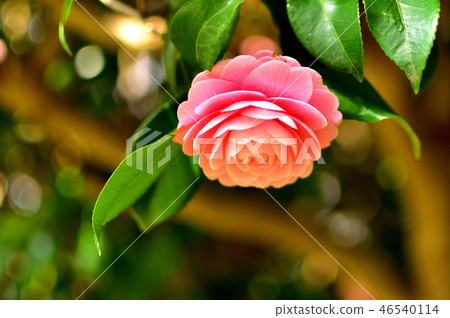 山茶花盛開 46540114