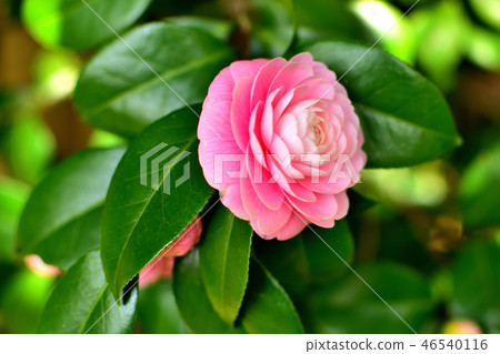 山茶花盛開 46540116