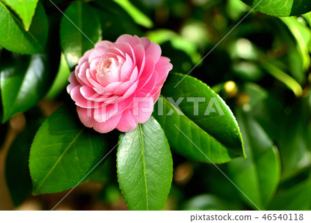 Camellia flowers in full bloom 46540118