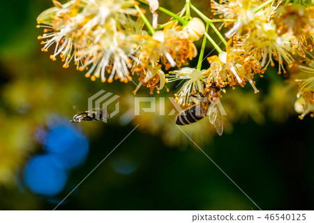 Bumblebee in Linden Flowers 46540125