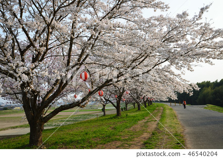 Cherry blossoms in Ainoguchi water park # 14 Cherry blossoms in Ainoguchi water park # 14 46540204