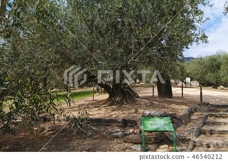 [Shodojima，日本最古老的]橄欖橄欖“原木”（橄欖果） 46540212