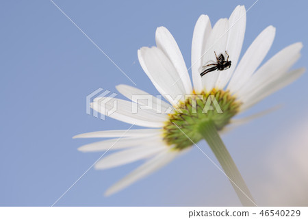 Black crab Spider on Daisy flower 46540229