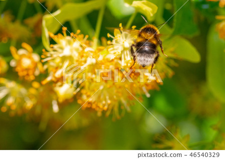 Bumblebee in Linden Flowers 46540329