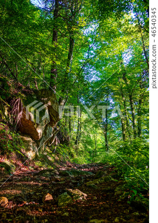 Green trail into the forest Green trail into the forest 46540345