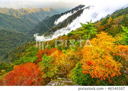 Scenery from the UFO line (Saijo City, Ehime Prefecture) dyed in the "Tenku Road" autumn leaves (Photo taken in the work comment column) Scenery from the UFO line (Saijo City, Ehime Prefecture) dyed in the "Tenku Road" autumn leaves (Photo taken in the work comment column) 46540387