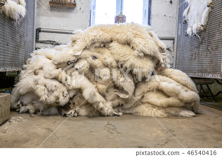 Traditional skin processing at tannery in Scotland 46540416