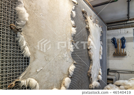 Traditional skin processing at tannery in Scotland 46540419
