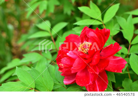 A Bright Red Large Flowered Button Flower Stock Photo