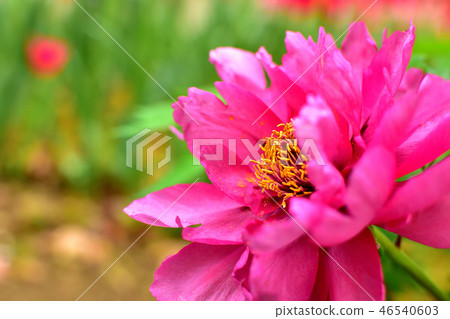 A bright red large-flowered button flower A bright red large-flowered button flower 46540603
