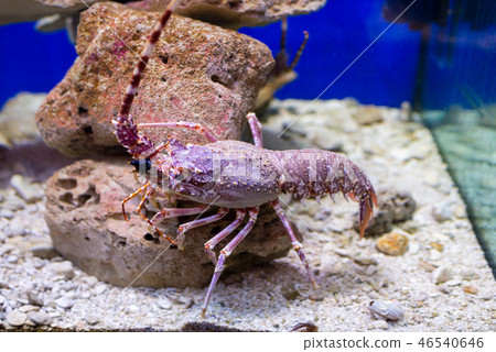 Red lobster in an aquarium Red lobster in an aquarium 46540646