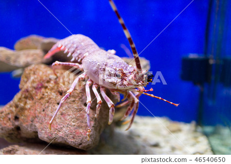 Red lobster in an aquarium Red lobster in an aquarium 46540650