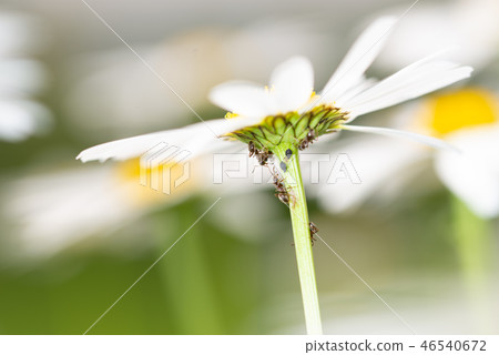 Ants feeding on honeydew from aphids on a daisy 46540672