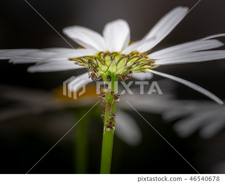 Ants feeding on honeydew from aphids on a daisy 46540678