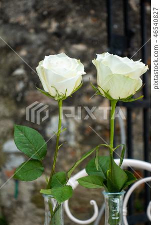 Two white roses in front of old stone wall and black iron gate Two white roses in front of old stone wall and black iron gate 46540827