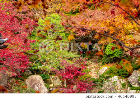 Autumn leaves in Honbo garden 46540993