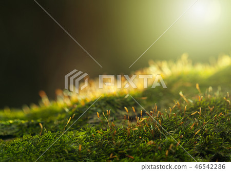 Backlit of mossy hummock Backlit of mossy hummock 46542286