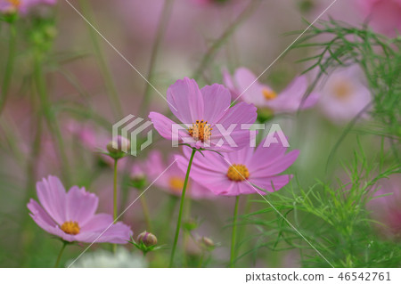 Cosmos, cosmos field, garden Cosmos, cosmos field, garden 46542761