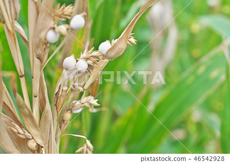 Jusdama在初秋 46542928