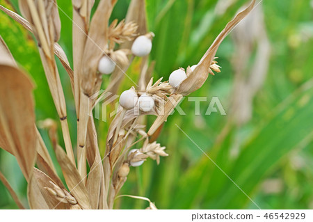 Jusdama在初秋 46542929