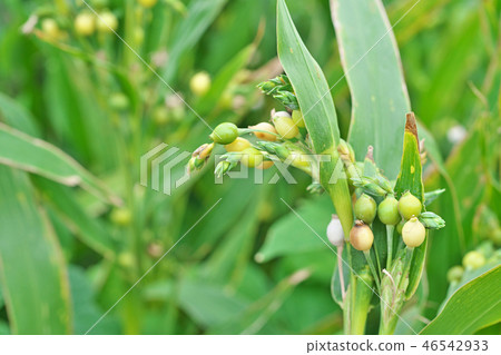 Jusdama在初秋 Jusdama在初秋 46542933