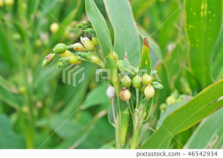 Jusdama在初秋 46542934