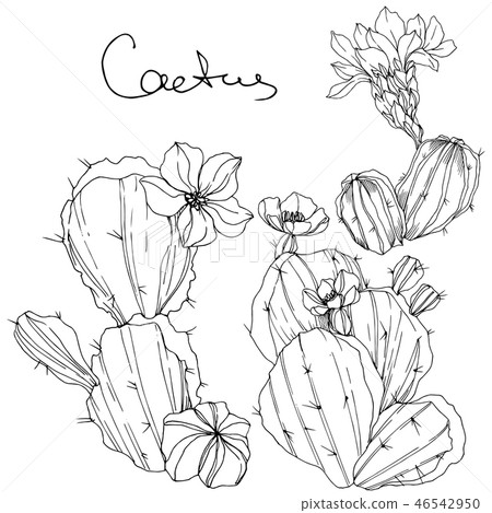 Vector Cacti floral botanical flower. Black and white engraved ink art. Isolated cacti illustration 46542950