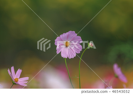 大波斯菊,大波斯菊田地,花園 大波斯菊,大波斯菊田地,花園 46543032