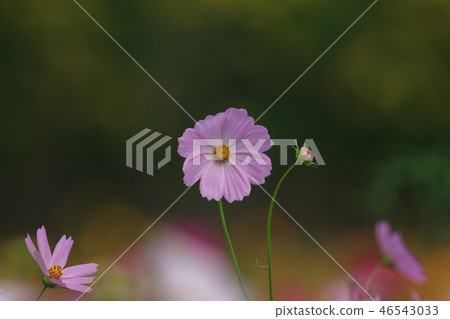 大波斯菊,大波斯菊田地,花園 46543033