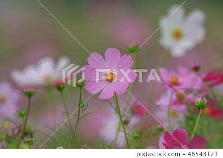 Cosmos, cosmos field, garden Cosmos, cosmos field, garden 46543121