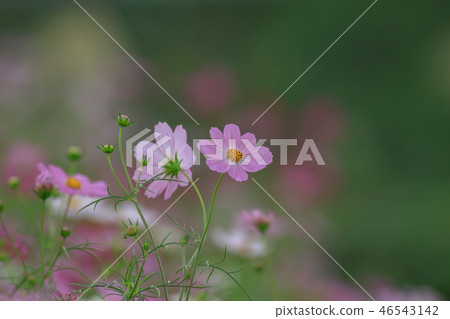 Cosmos, cosmos field, garden Cosmos, cosmos field, garden 46543142
