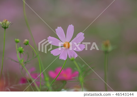 大波斯菊,大波斯菊田地,花園 大波斯菊,大波斯菊田地,花園 46543144