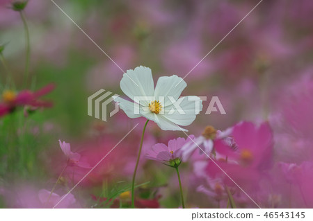 大波斯菊,大波斯菊田地,花園 大波斯菊,大波斯菊田地,花園 46543145