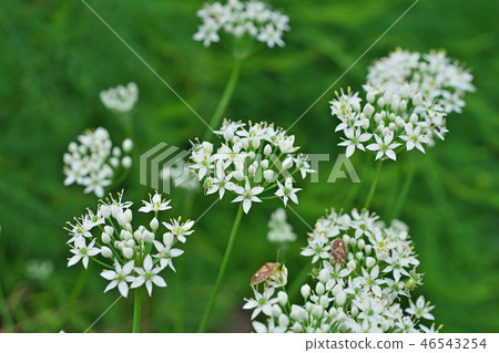 White louse flowers 46543254