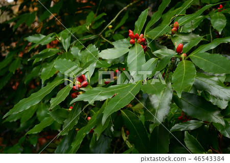 Red berries of Aoki 46543384