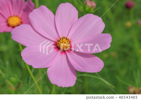 大波斯菊,大波斯菊田地,花園 46543465