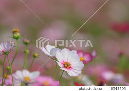 Cosmos, cosmos field, garden Cosmos, cosmos field, garden 46543503