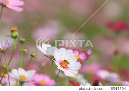 Cosmos, cosmos field, garden 46543504