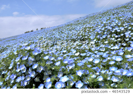 Nemophila flower garden 46543529
