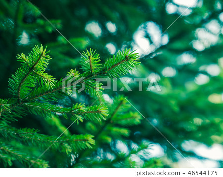 Green fir tree winter christmas background 46544175