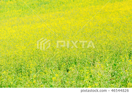 油菜田 46544826