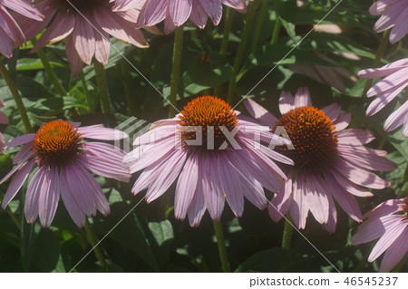 Echinacea Echinacea 46545237