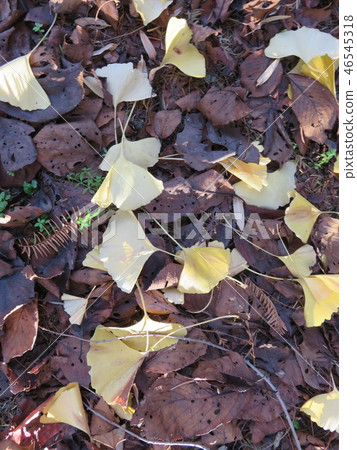 Autumn leaves Autumn leaves 46545318