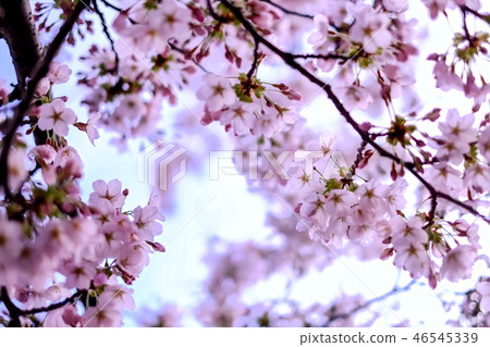Cherry blossoms in full bloom covering the sky Cherry blossoms in full bloom covering the sky 46545339
