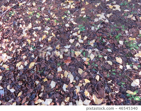 Autumn leaves 46545340