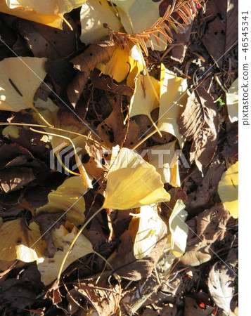 Autumn leaves Autumn leaves 46545341
