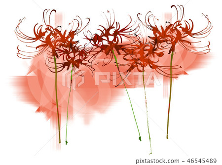 Cluster amaryllis Cluster amaryllis 46545489