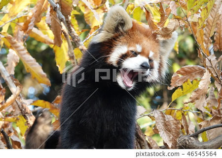 小熊貓困〜 小熊貓困〜 46545564