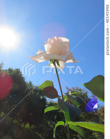 Sun and roses 46545998